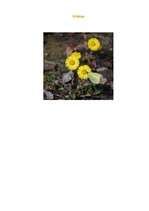 Konspekts 'Dabas tēma saistībā ar pavasari', 9.