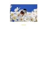 Konspekts 'Dabas tēma saistībā ar pavasari', 13.