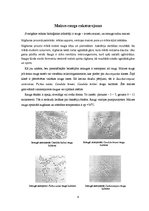 Referāts 'Kviešu maizes īpašības', 6.