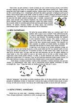 Referāts 'Bites, kamenes, lapsenes', 5.