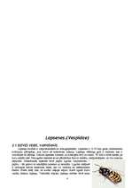 Referāts 'Bites, kamenes, lapsenes', 8.