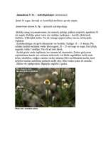 Referāts 'Viengadīgas puķes', 6.