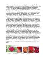 Referāts 'Viengadīgas puķes', 8.