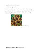 Referāts 'Viengadīgas puķes', 12.