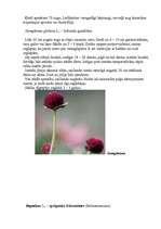 Referāts 'Viengadīgas puķes', 17.