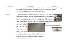 Konspekts 'Mājturības un tehnoloģiju mācību saturs un metodika sākumskolā', 8.