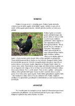 Referāts 'Īpaši aizsargājamo putnu sugas Latvijā un to apdraudējumu cēloņi', 5.