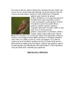 Referāts 'Īpaši aizsargājamo putnu sugas Latvijā un to apdraudējumu cēloņi', 6.