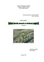 Referāts 'Baltais āmulis pasaulē un Gaviezes pagastā', 1.