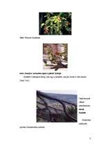 Referāts 'Baltais āmulis pasaulē un Gaviezes pagastā', 9.