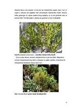 Referāts 'Baltais āmulis pasaulē un Gaviezes pagastā', 10.