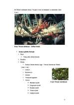 Referāts 'Baltais āmulis pasaulē un Gaviezes pagastā', 11.