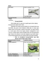 Referāts 'Baltais āmulis pasaulē un Gaviezes pagastā', 16.