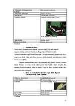 Referāts 'Baltais āmulis pasaulē un Gaviezes pagastā', 17.