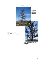 Referāts 'Baltais āmulis pasaulē un Gaviezes pagastā', 33.