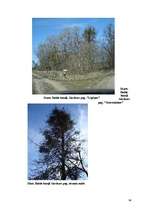 Referāts 'Baltais āmulis pasaulē un Gaviezes pagastā', 34.