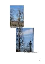 Referāts 'Baltais āmulis pasaulē un Gaviezes pagastā', 35.