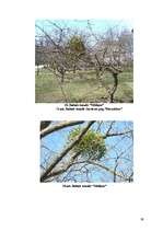 Referāts 'Baltais āmulis pasaulē un Gaviezes pagastā', 36.