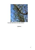 Referāts 'Baltais āmulis pasaulē un Gaviezes pagastā', 37.