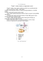 Referāts 'Kardānpārvads', 11.