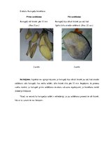 Referāts 'Saldēšanas ietekme uz dārzeņu un ogu kvalitāti', 18.