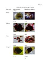 Referāts 'Saldēšanas ietekme uz dārzeņu un ogu kvalitāti', 27.