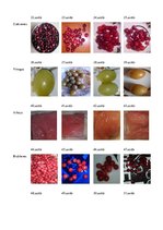 Referāts 'Saldēšanas ietekme uz dārzeņu un ogu kvalitāti', 30.