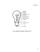 Referāts 'Gaismas avoti un to efektivitāte', 27.