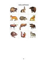 Prezentācija 'Valodas sistēmas nepietiekamas attīstības teorētiskais aspekts un korekcijas met', 66.