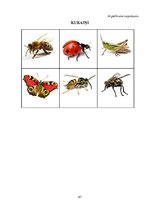 Prezentācija 'Valodas sistēmas nepietiekamas attīstības teorētiskais aspekts un korekcijas met', 67.