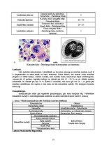 Konspekts 'Kļūdu labojums patoloģijā', 13.