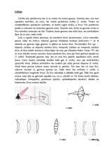 Referāts 'Optika', 14.