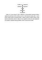 Konspekts 'Latvijas Balzams', 3.