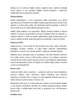 Paraugs 'Izpilddirektora amata apraksts', 5.