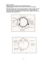 Referāts 'Sensorā sistēma', 5.