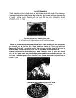 Referāts 'Latvijas alas', 13.