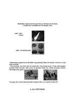 Referāts 'Latvijas alas', 14.