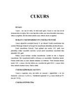 Referāts 'Cukurs', 1.
