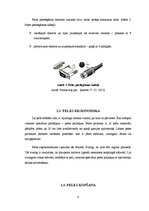 Konspekts 'Datora aparatūras sastāvdaļa - datorpele. Ergonomika sekretāres darba vietā', 8.