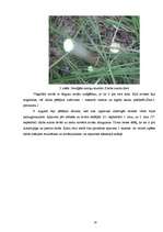 Referāts 'Mēness kalendāra ietekme uz jaunaudžu kopšanas efektivitāti', 18.