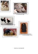 Referāts 'Pasaules dzīvnieku izmantošana un problēmas', 14.