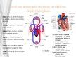 Prezentācija 'Svarigākās sirds un asinsrītes sistēmas morfofunkcionālās īpatnības  bērniem un ', 6.