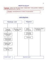 Konspekts 'Atgādnes. Latviešu valoda', 17.