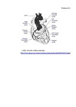Referāts 'Biežākās komplikācijas, veicot perkutāno koronāro intervenci pacientiem ar', 43.