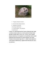 Referāts 'Tūrisms. Ogre', 13.