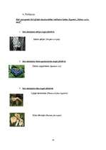 Referāts 'Dabas liegums "Tebras ozolu meži"', 19.