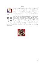 Referāts 'Kurzemes novada tautastērpi', 15.