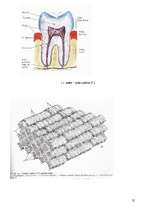 Referāts 'Dabīgo un mākslīgo krāsvielu ietekme uz zoba emalju', 24.