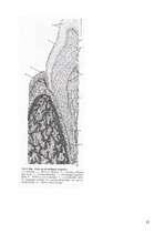 Referāts 'Dabīgo un mākslīgo krāsvielu ietekme uz zoba emalju', 26.