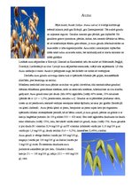 Referāts 'Auzas', 2.